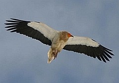 Egyptian Vulture - Neophron percnopterus © Jeff Clarke